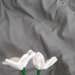 White Blooming Tulips