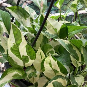 Njoy Pothos Plant