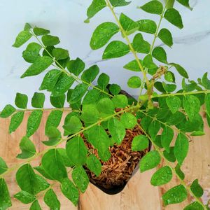 Curry Leaf/meetha Neem Big Plant