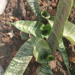 Snake Plant Live