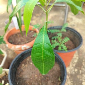 Mango Plant