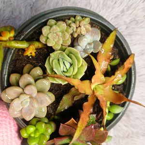 SUCCULENTS COMBO of 9