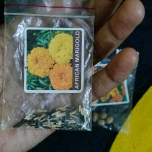 Summer Season Flower Seeds Combo