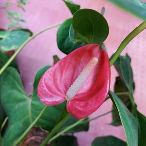 Anthurium Plant