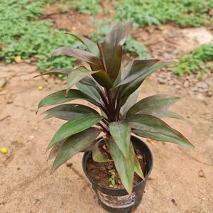 Dracaena