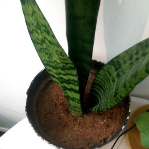 Snake Plant Available In Plastic Container