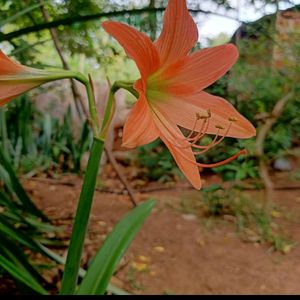 Amarest Lily Plant