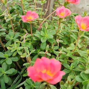 Portulaca Plant