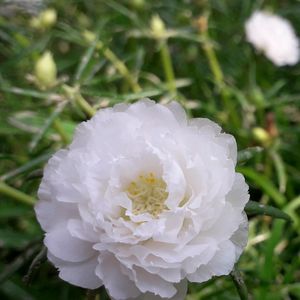 White Naubjiya /Moss With 5 Stems To Translant
