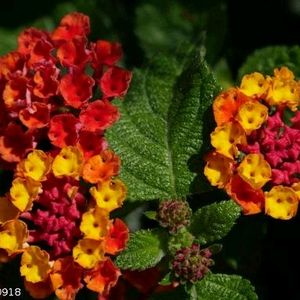 Lantana Plant