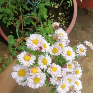 Rare Pink Chamunthi Plants