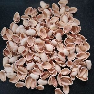 Pista Shells For Craft