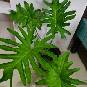 Philodendron Sellum