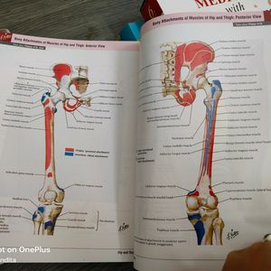 Anatomy- Atlas Of Human Anatomy