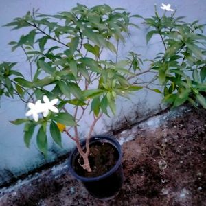 Crepe Jasmine Miniature