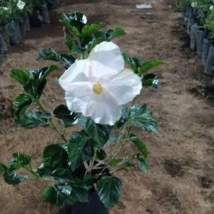 White Hibiscus