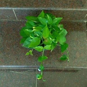 11 Live Root Plants