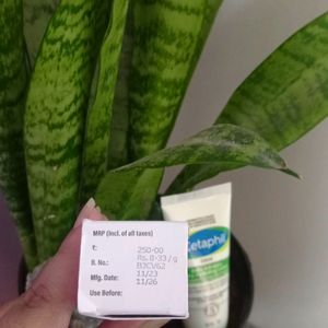 Cetaphil Hydrating Lotion