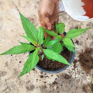 Red Velvet Flower Plant