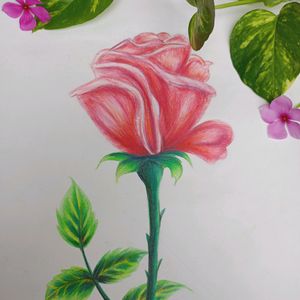 Rose Pencil Sketch Drawing