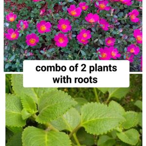 Combo Of 2 Plants With Roots