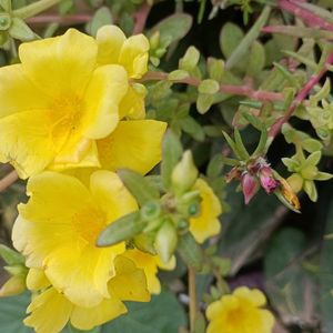 3-Flowering Live Plant Saplings