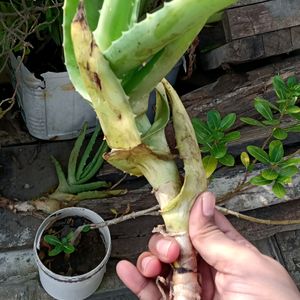 Fresh Aloe Vera Plant Pack Of One