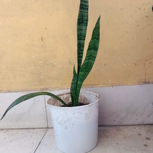 Original Oxygen Snake Plant