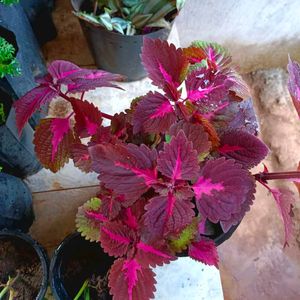 Coleus Plant