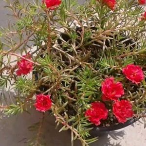 Portulaca Plant