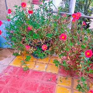 Red Portulaca Cuttings