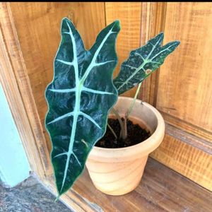 Alocasia Amazonica