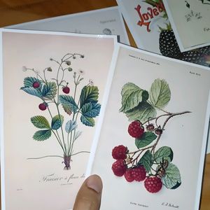 Botanical Prints For Room Decor