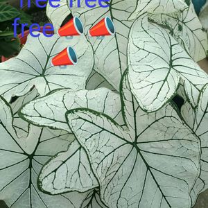 ParaisoVerde Philodendron