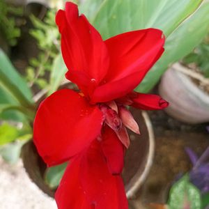 Red Canna Lilly Sapling