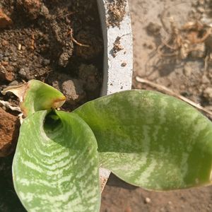 Snake Plant Live