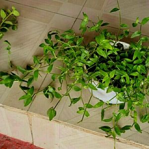 Pack 2 Pilea Depressa & Ee Tradescantia Plants