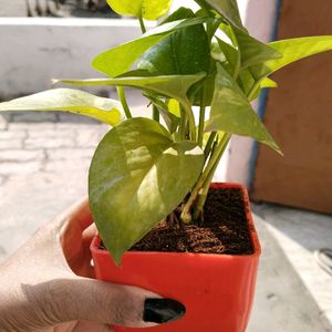 Fresh Big Leaf Money Plant Without Pot