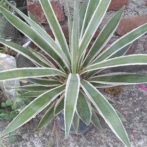 Agave Angustifolia