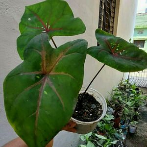 Caladium Bicilor Plant 🌵Pot