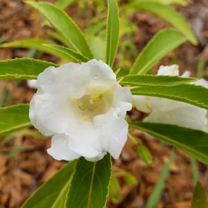 White Colour Balsam Flower Plant