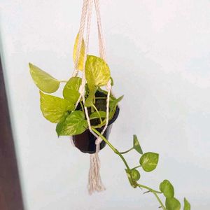 3 Live Plants Pots Hanger