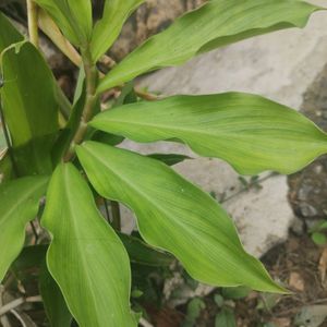 Insulin Plant (Medicinal)