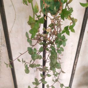 Beautiful 2 Variety Turtle Wine Hanging Plant