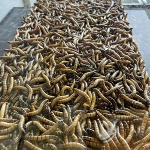 Super meal Worms