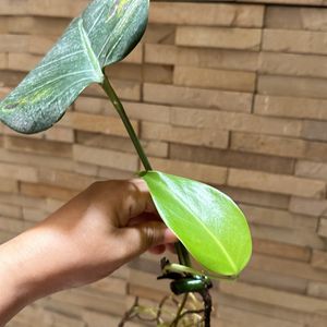 Monstera deliciosa, the Swiss cheese plant