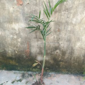 Bamboo Palm Plant (Chamaedore Seifrizii)