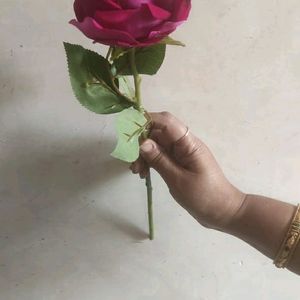 7 colour Velvet Rose
