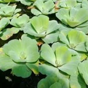 Water Lettuce