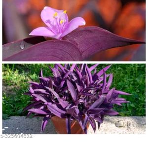 Purple Heart Plant